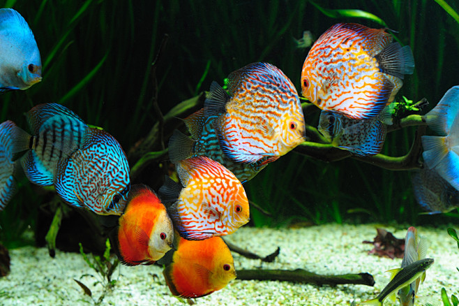七彩神仙鱼