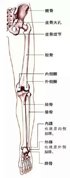 1,下肢的骨骼与肌肉(正面) 下肢的大腿前面有以股四头肌为主体的