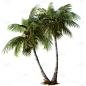 植物通用实景椰子树元素素材