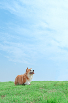 下雨的兔子采集到狗猫