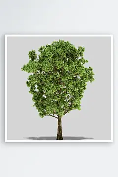 多种树木绿植绿化树插图PNG免抠素材