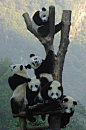 【熊猫上树】
摄影师：Richard Jones
国家：香港
获得第三届“大师杯”国际彩色摄影奖野生动物类第三名。