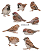 鸟类的画法参考，附种类和教程！
twi：crow_artist ​
