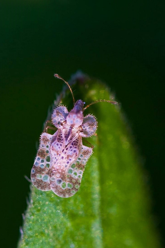 半翅目显角亚目网蝽科网蝽