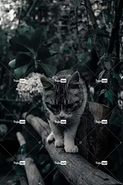 猫 花 花朵 小猫咪 动物 动物 宠物 幻想 花卉背景 花壁纸