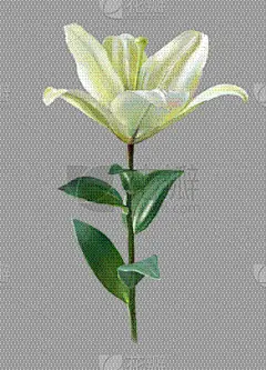 Lily Flower,白色,数码图形,华丽的,植物群,自然美,写实,画画,复古,绘制