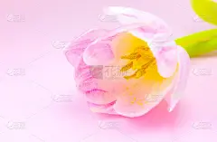 粉红色背景上的粉红色郁金香。祝贺母亲节或国际妇女节的明信片。极简主义，美丽的自然壁纸。春天的花。