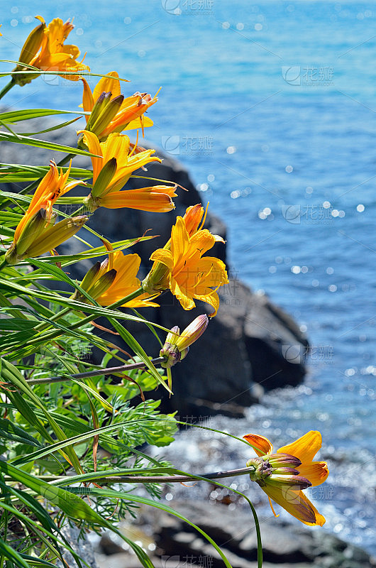 百合花在海上