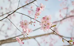粉红樱花枝头开唯美风景壁纸-55壁纸网