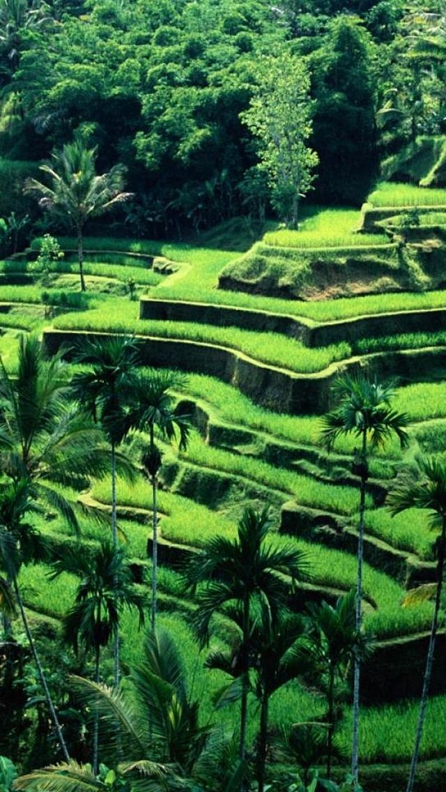 Terraced rice fields...