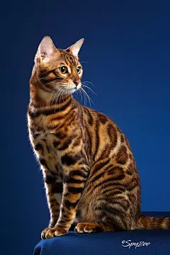 动物 猫咪 狗呆萌 喵星可爱 宠物 自然 萌宠尽在 ------&gt; @花道士