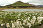 white flowers on green grass field near body of water during daytime