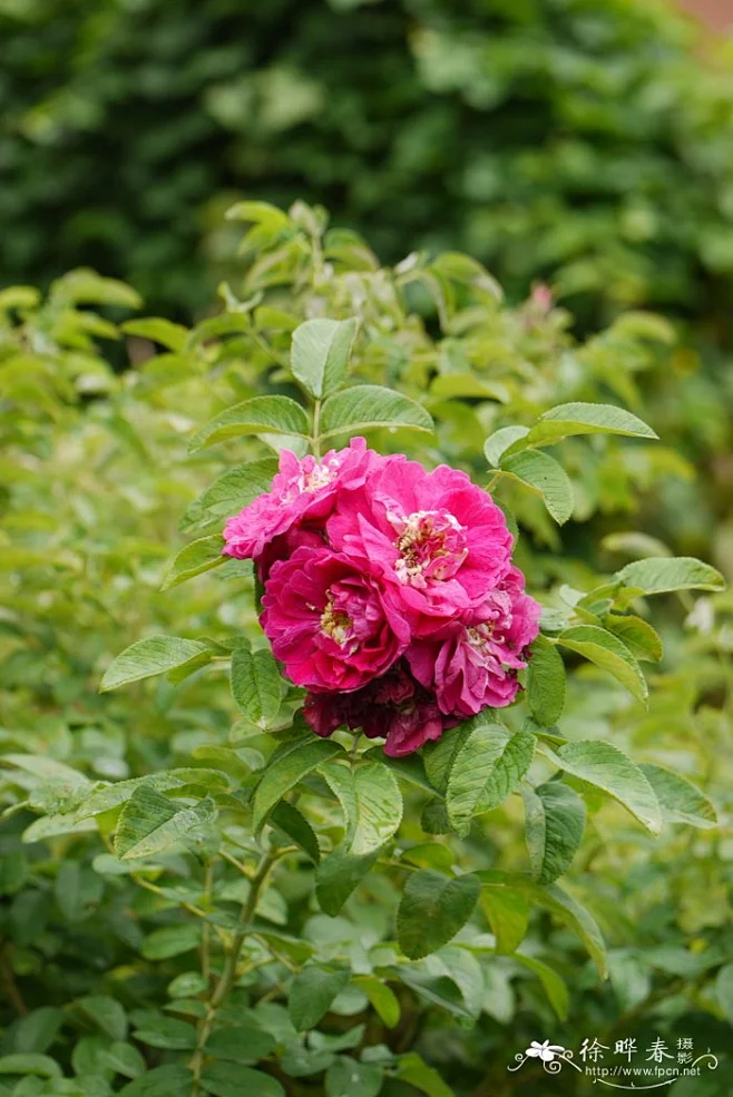 玫瑰Rosa rugosa_花卉