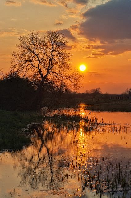 深秋、夕阳、老树