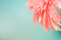 stock-photo-83681509