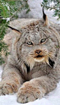 ●•●•●•●•●•● Animals ●•●•●•●•●•●