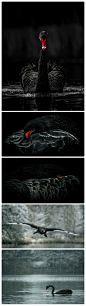 沉静、优雅的身姿，隐藏着在湖底双掌的摆动，无论从那个方向看过去，都不容被忽视的贵族般的气质。一组黑天鹅摄影作品，来自英国摄影师 George Wheelhouse。——Sasy敬上 #采集大赛# #鸟类# #野生动物# #优雅#