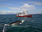 Year round whale watching tours from Reykjavik Iceland