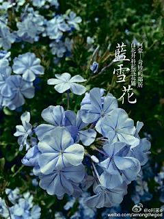 华衣出格采集到花