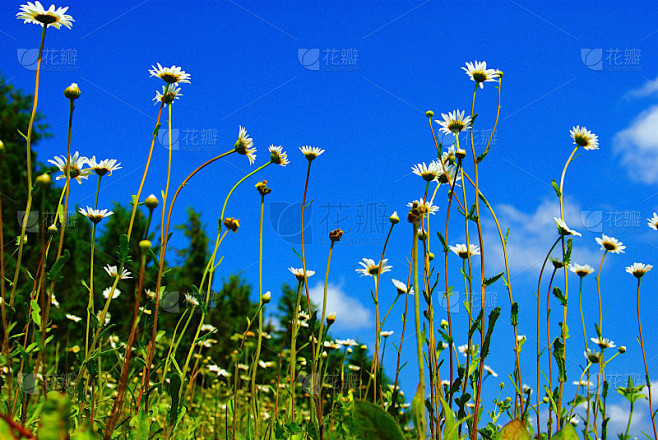 小春花