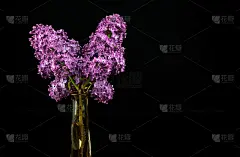 紫色的淡紫色的花
