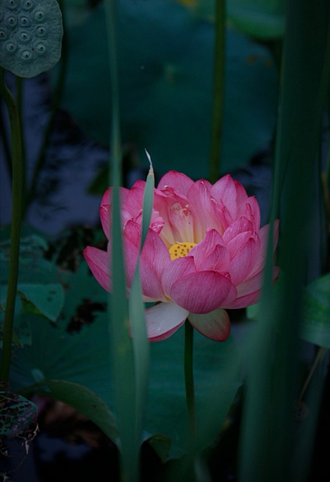 “ 画帘垂，翠屏曲，满袖荷香馥郁 …  ...