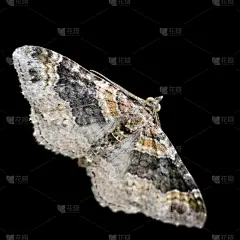 灰色,惜比古天蚕蛾,生物,蝴蝶,无人,正上方视角,方形画幅,特写,一只动物,黑色背景