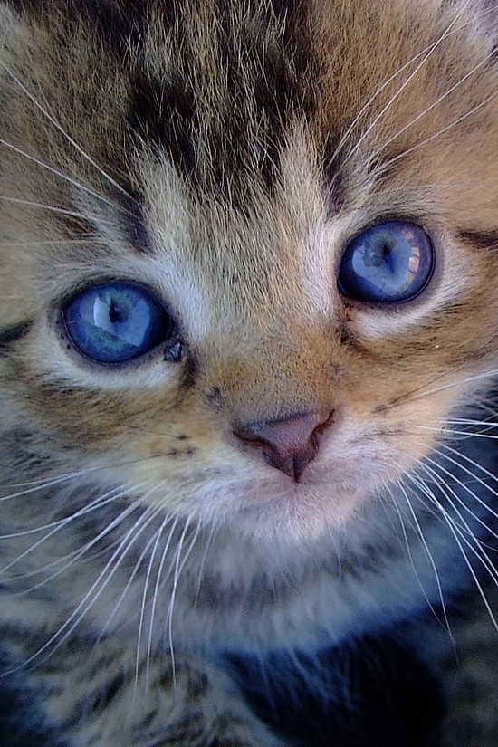  photo > Macro - Cat