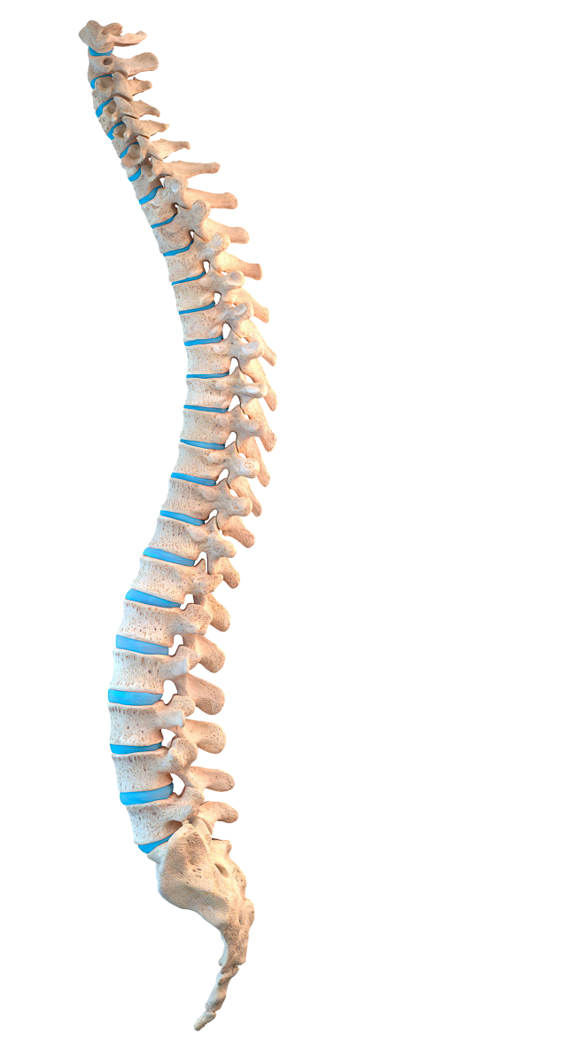 腰椎骨骼医疗透明图人体结构