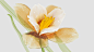 Warm Tranquility 3D glass flower model on Behance
---------------------------------------
我在使用【率叶插件】，一个让花瓣网”好用100倍“的浏览器插件，你也来吧！
> https://app.lvyex.com/?yqr=15132514
---------------------------------------
我在使用【率叶插件】，一个让花瓣网”好用100倍“的浏览器插件，你也来吧！
> htt