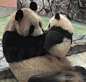 【萌萌小熊喵】萌化了，熊猫宝宝亲吻妈妈的时候，心都融了~