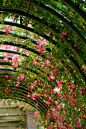 Photograph Arch of rose by kazumi Ishikawa on 500px