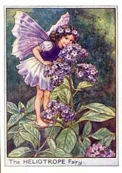 爱画画的小呆毛采集到Cicely Mary Barker