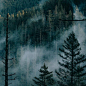 Fog rising from the valley below.

Photo by @lostintheforrest #folkscenery