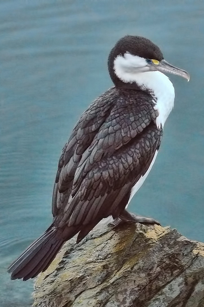 鲣鸟目鸬鹚科鸬鹚属斑鸬鹚