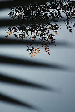 三清Aurora采集到背景
