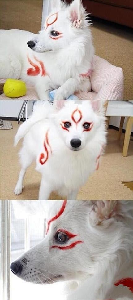 以后我家狗狗也这样