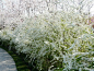 喷雪花 别名：珍珠花、雪柳、线叶绣线菊、雪柳