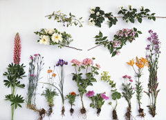 苦逼设计师boey采集到花朵/植物/摄影/灵感