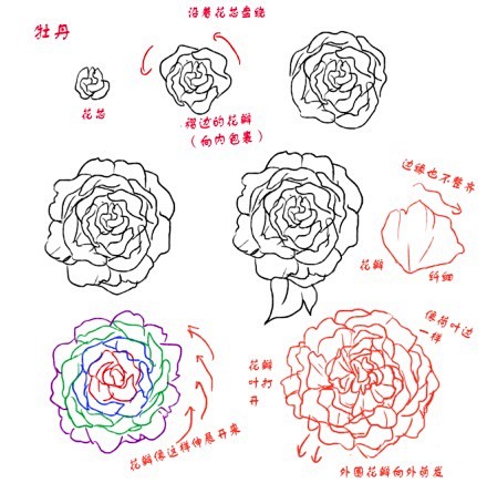 【玫瑰&牡丹】两种花的画法，注意两种花以...