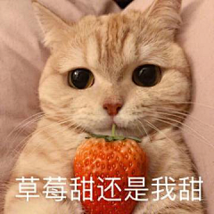 莫无名兮采集到猫狗表情包