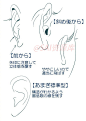 #中国设计力量# 绘师：Amagi_Yoshihito的耳朵画法！喜欢可以参考，转需~