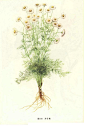 洋甘菊