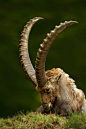 Capra Ibex by Juza