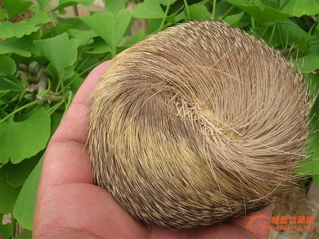 麝香的搜索结果_百度图片搜索