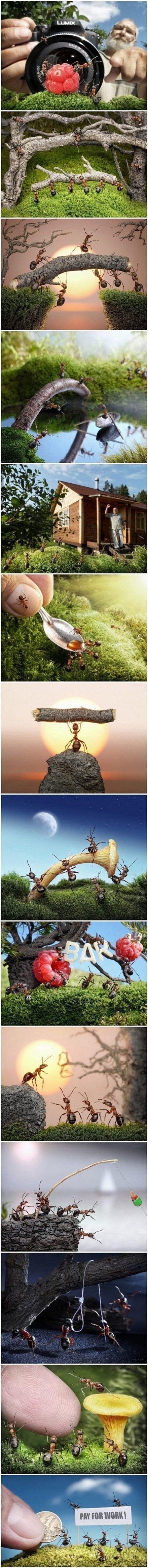 【蚂蚁的故事 】
俄罗斯摄影师花费3年...