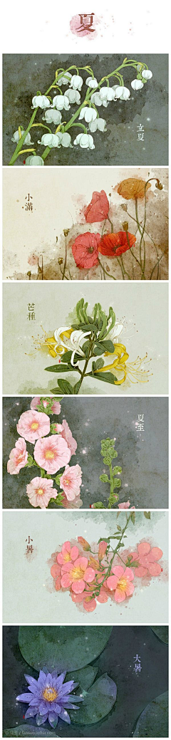 百变鑫君’采集到C-插画植物