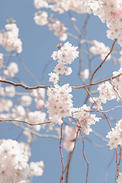 yinuomi_采集到❀花