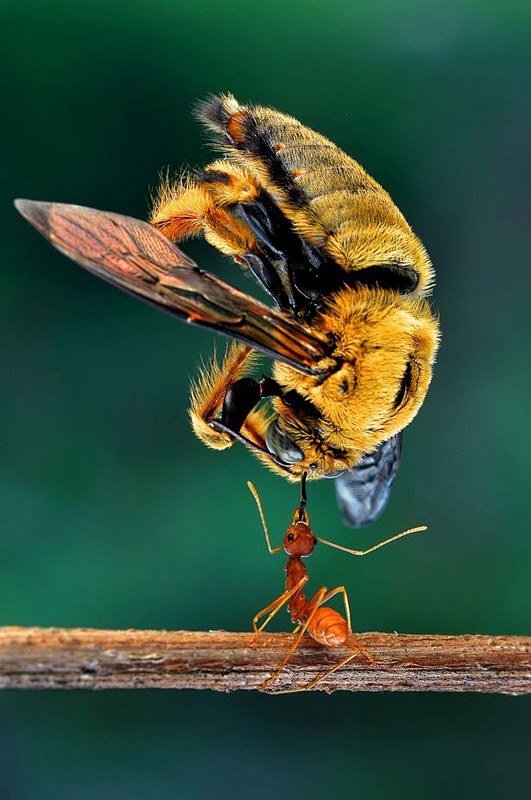 蚁轻松举起体形大其5倍蜜蜂：同伴合作拖回...
