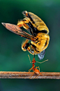 蚁轻松举起体形大其5倍蜜蜂：同伴合作拖回家 : 来自印度尼西亚西爪哇省的43岁摄影师埃科（Eko Adiyanto）在自家花园里拍到了一张令人不可思议的照片：一只蚂蚁举起体形是其5倍大的蜜蜂，并和同伴合作将其拖回了家。